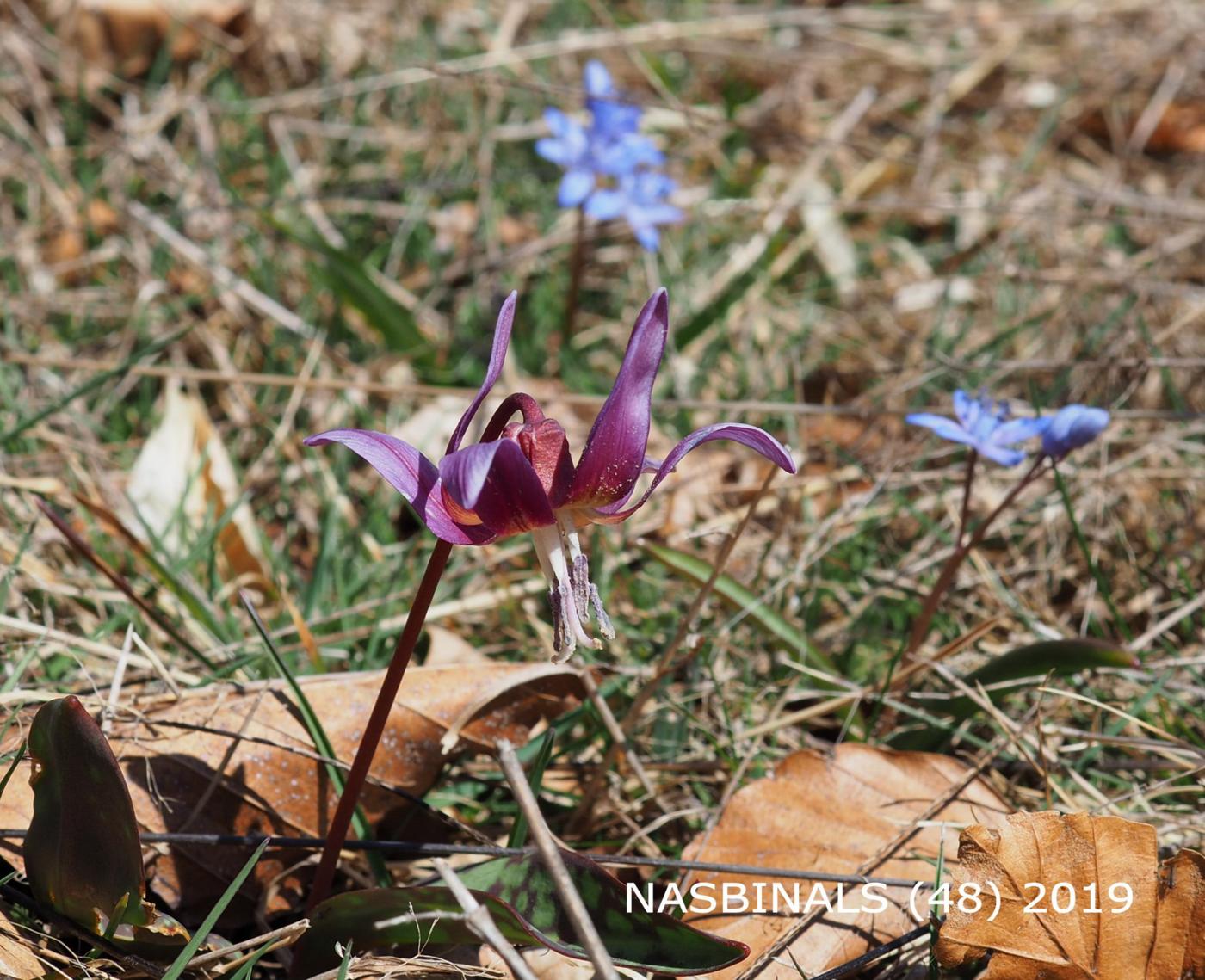 Dog-toothed violet flower